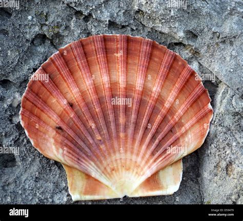 scallop shell.